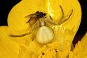 Misumena_vatia_D4931_Z_90_Les Gris_Frankrijk